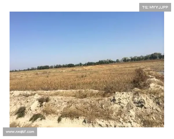 种植高地红石榴时需注意的气候土壤光照水分等多方面问题解析 种植高地红石榴时需注意的气候土壤光照水分等多方面问题解析